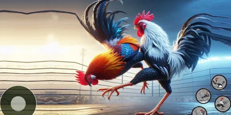Đá gà 3D tại King88 – mô phỏng chiến kê sống động, tân thủ nhận ngay 88K 1 Đá gà 3D King88 với mô phỏng chiến kê đầy đủ chỉ số và hiệu ứng ra đòn mượt